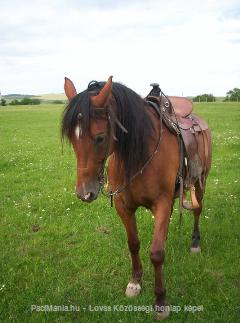 Kakas : Horse Photo